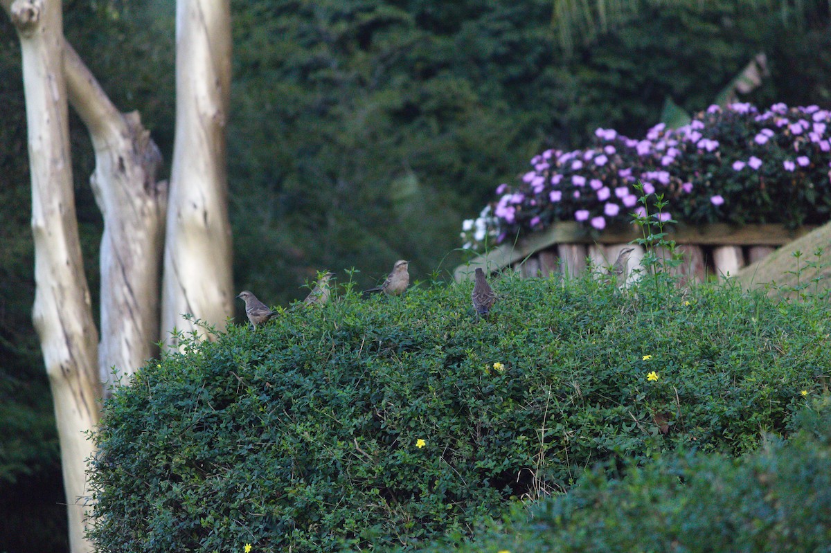 Chalk-browed Mockingbird - ML620821144