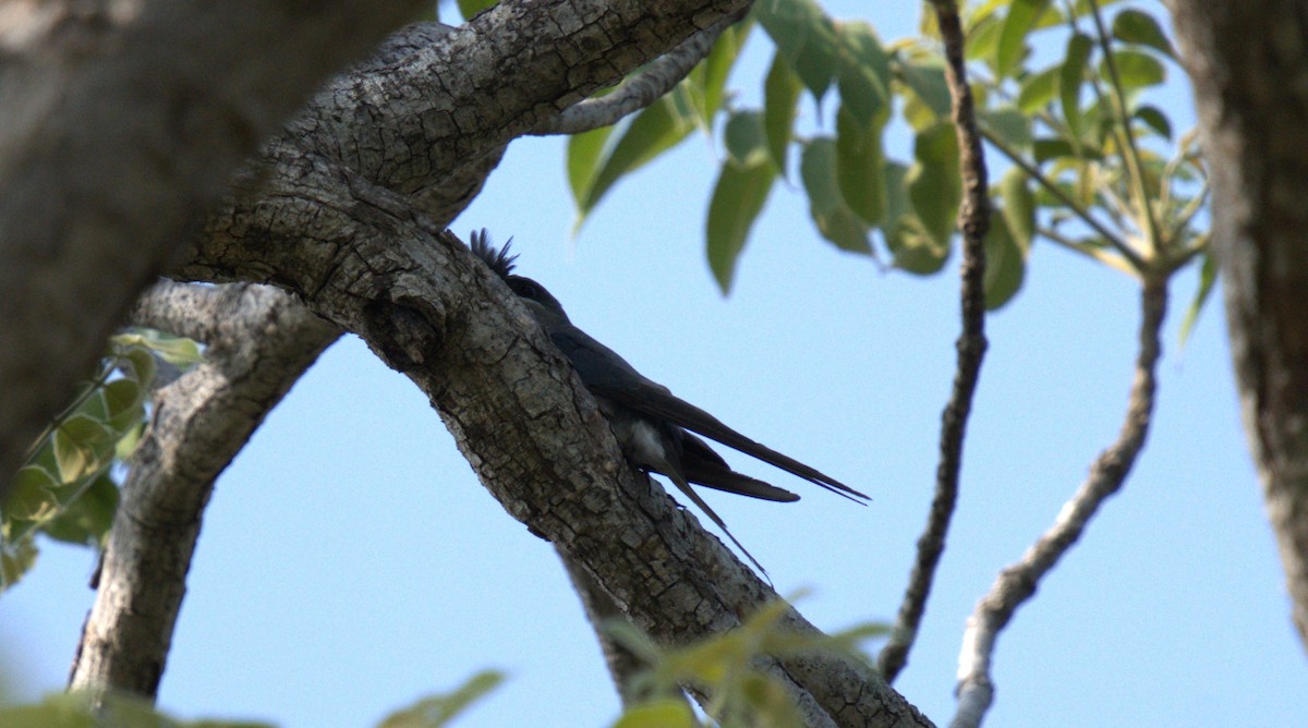 Crested Treeswift - ML620821146