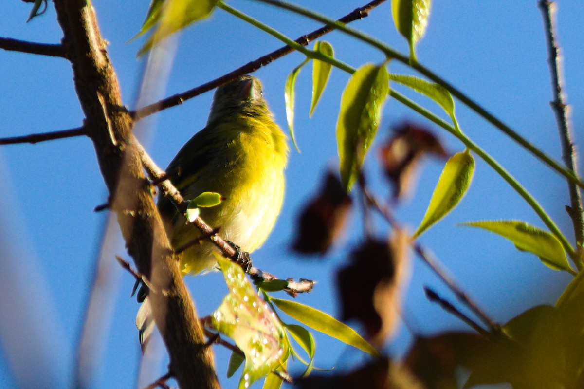 Hooded Siskin - ML620821147