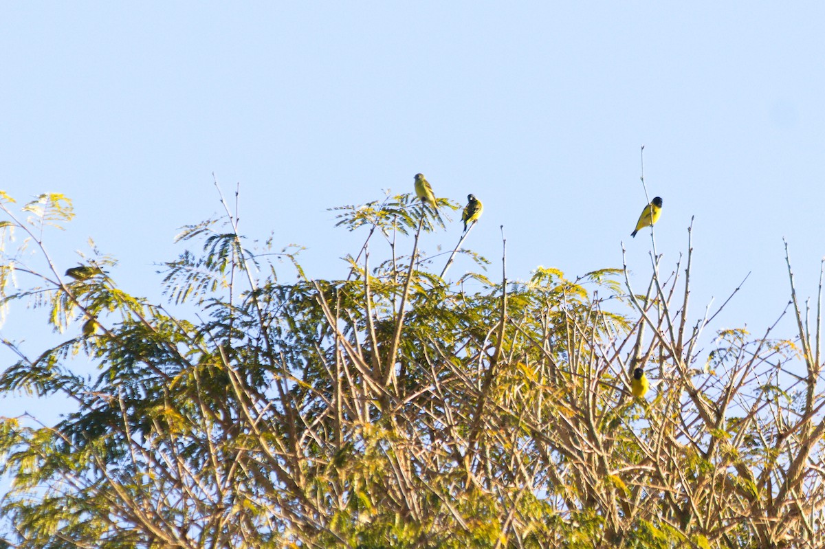 Hooded Siskin - ML620821148