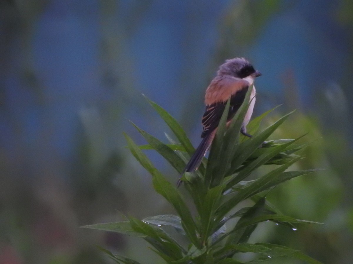 Long-tailed Shrike - ML620821149