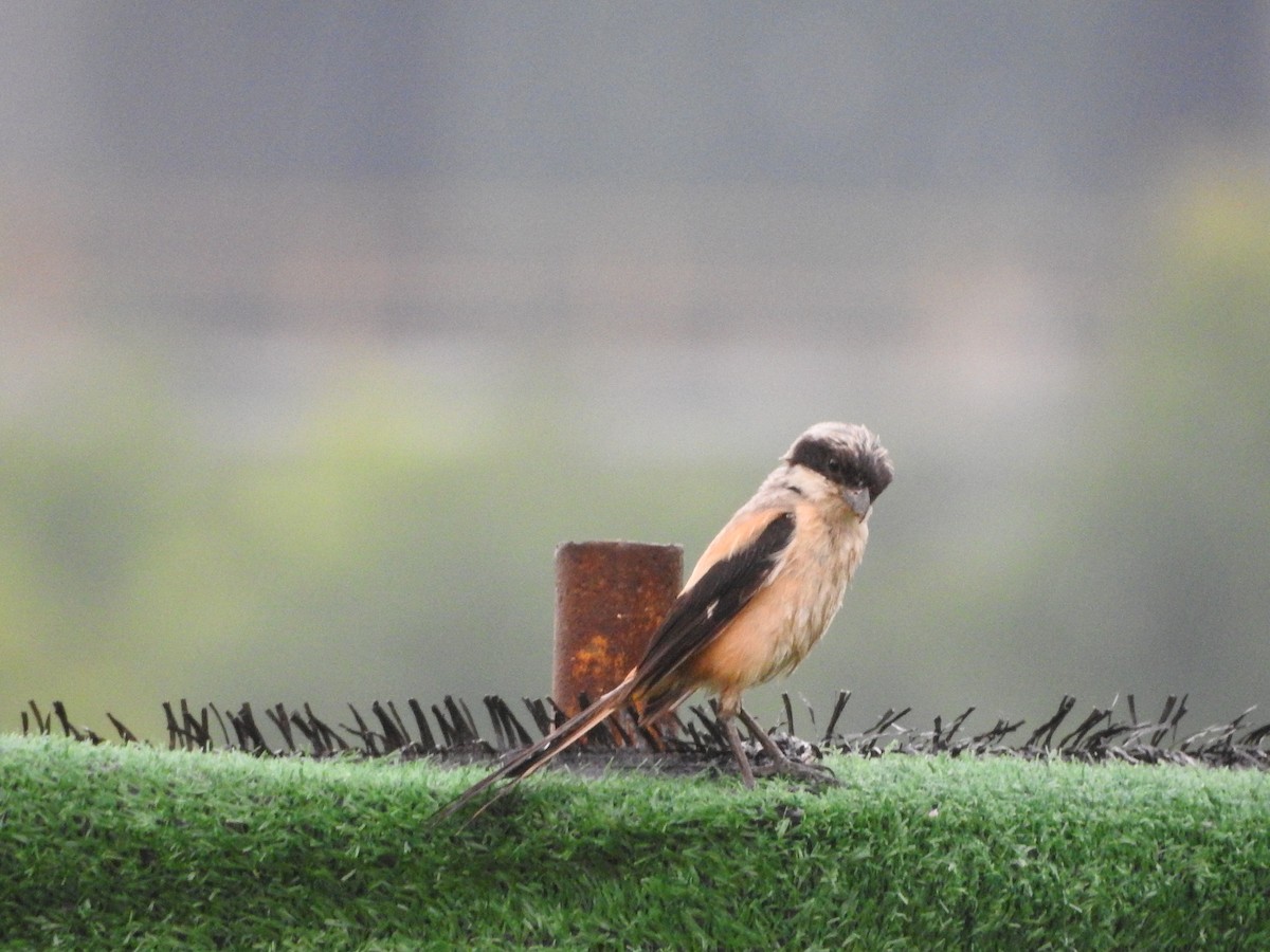 Long-tailed Shrike - Wen Li