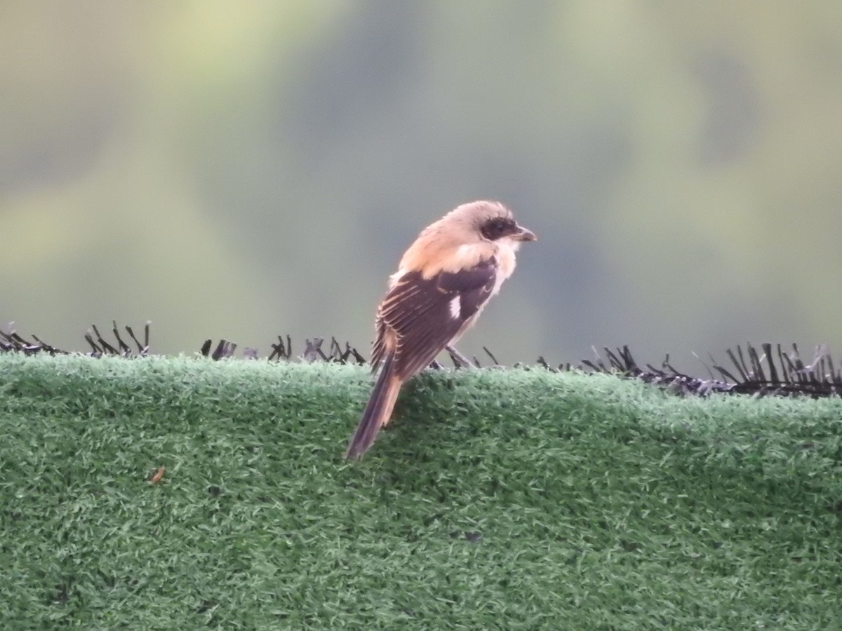 Long-tailed Shrike - ML620821151