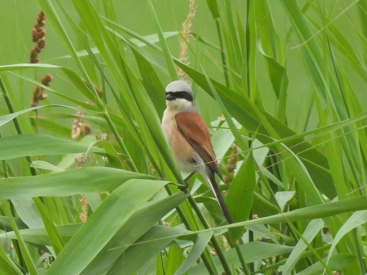 Red-backed Shrike - ML620821153