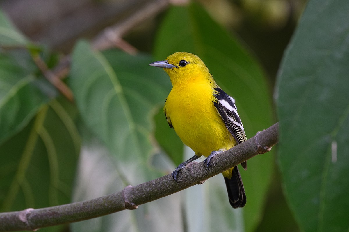 Common Iora - ML620821155