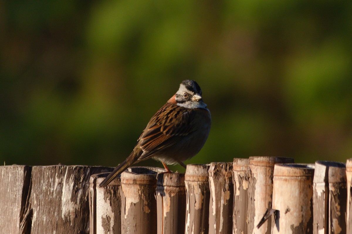 Rufous-collared Sparrow - ML620821157