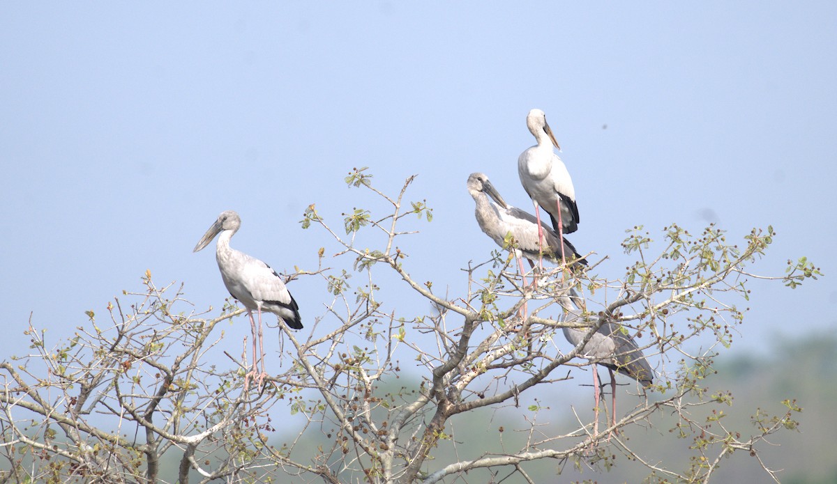 Asian Openbill - ML620821158