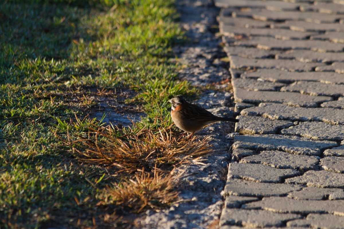 Rufous-collared Sparrow - ML620821159