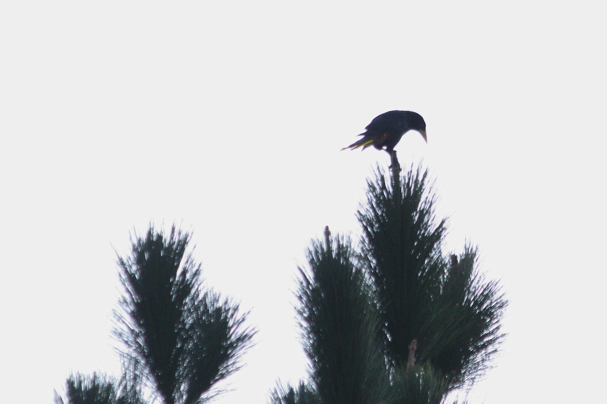 Crested Oropendola - ML620821162