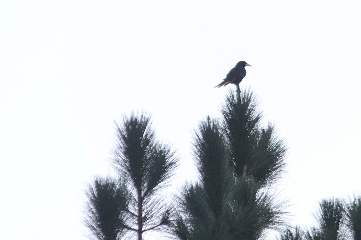 Crested Oropendola - ML620821163