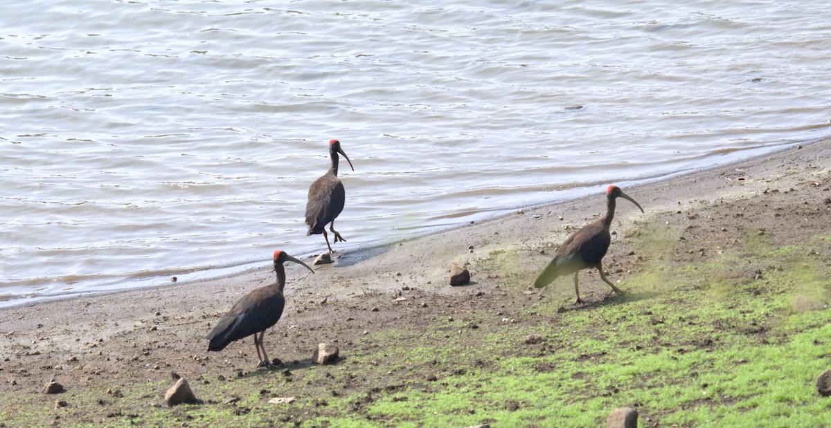 Red-naped Ibis - ML620821167