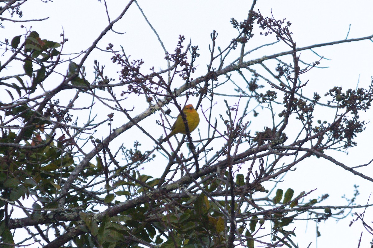 Saffron Finch - ML620821172