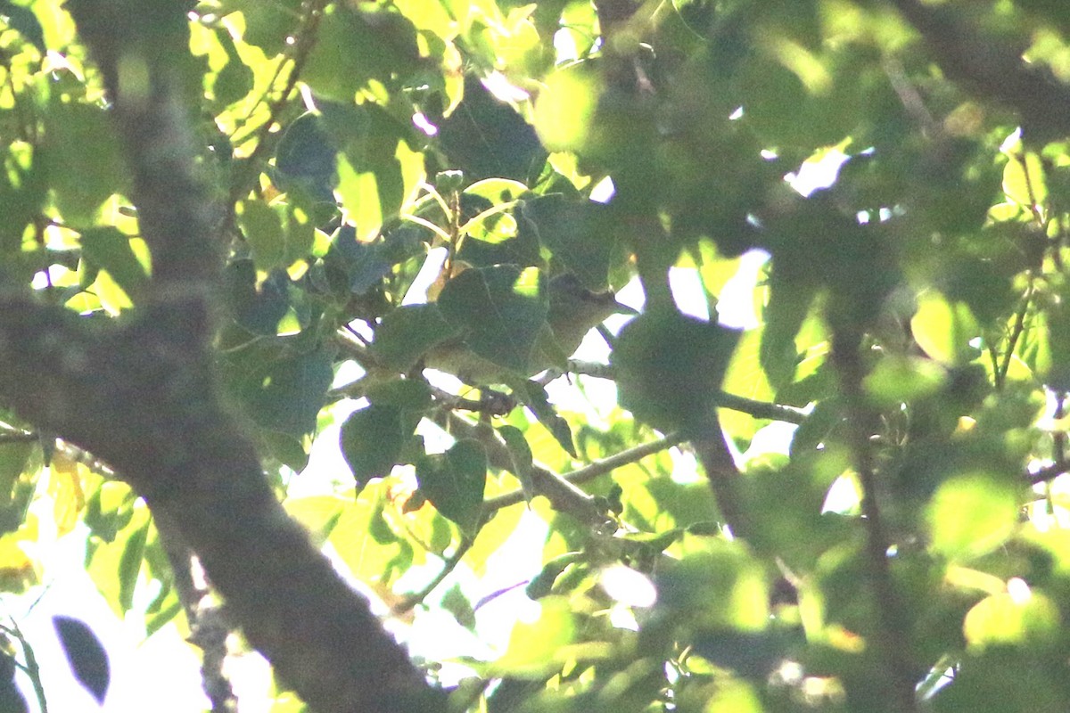 vireo sp. - Wyatt Egelhoff