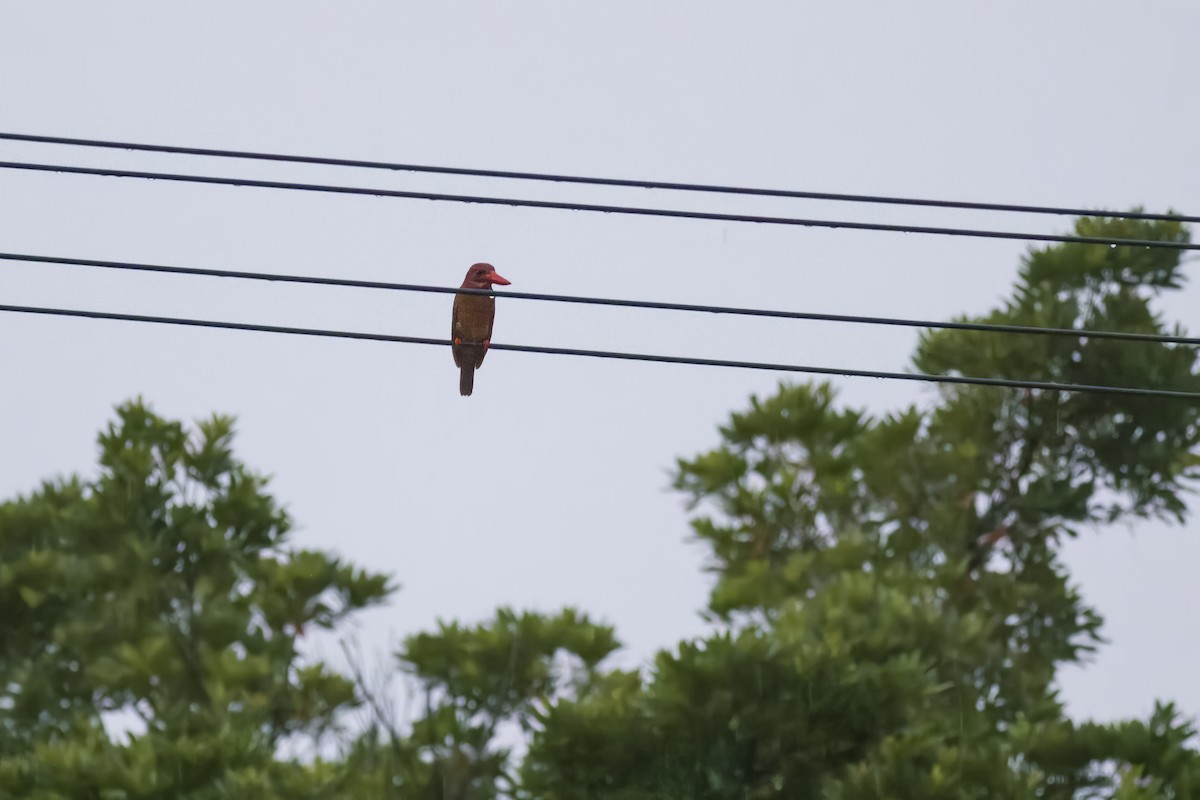 Ruddy Kingfisher - ML620821180