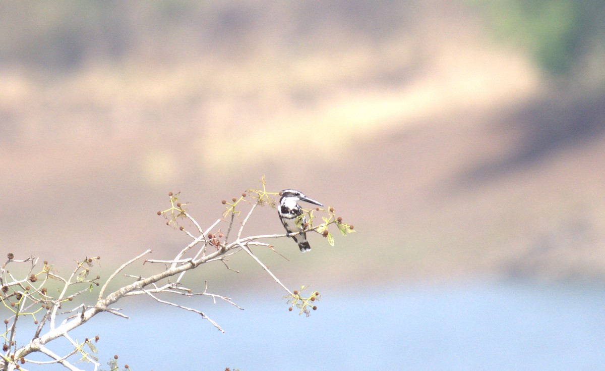 Pied Kingfisher - ML620821181