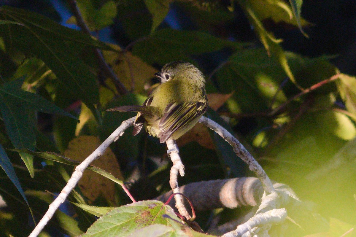Mottle-cheeked Tyrannulet - ML620821187