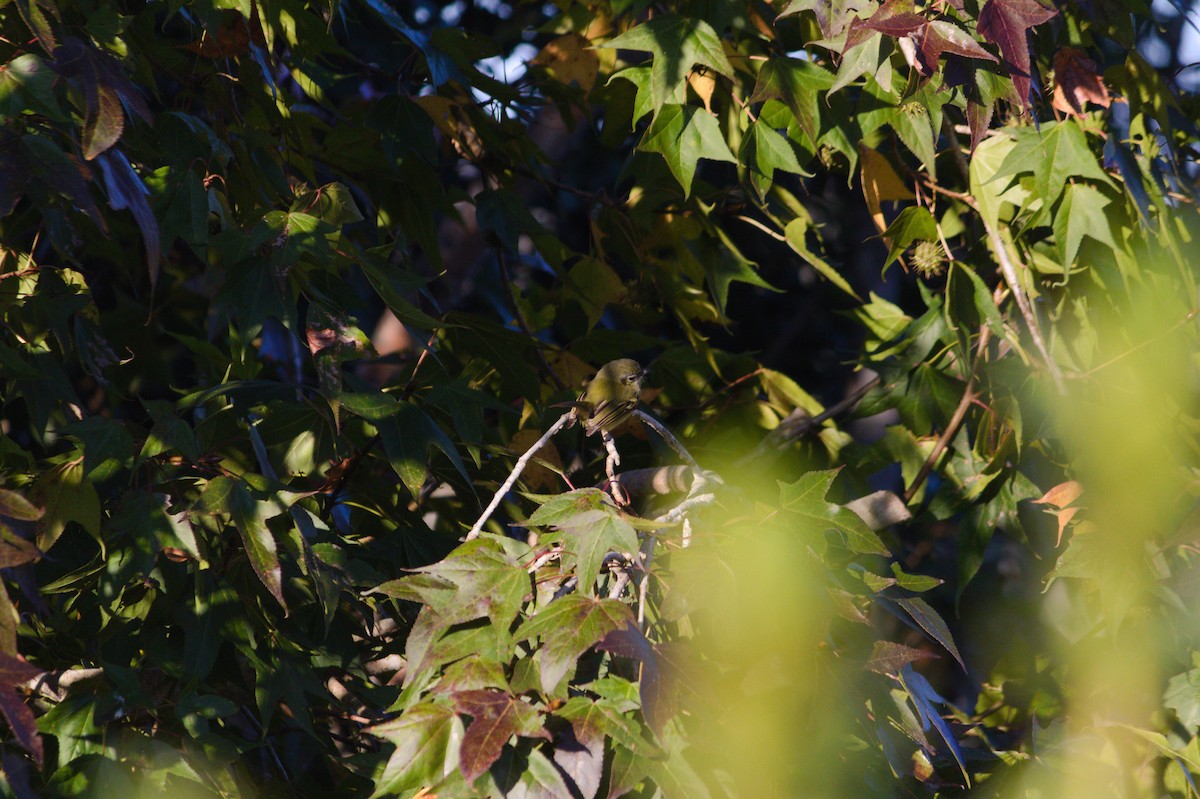 Mottle-cheeked Tyrannulet - Rita Sousa