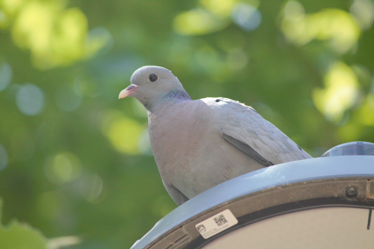 Stock Dove - ML620821191