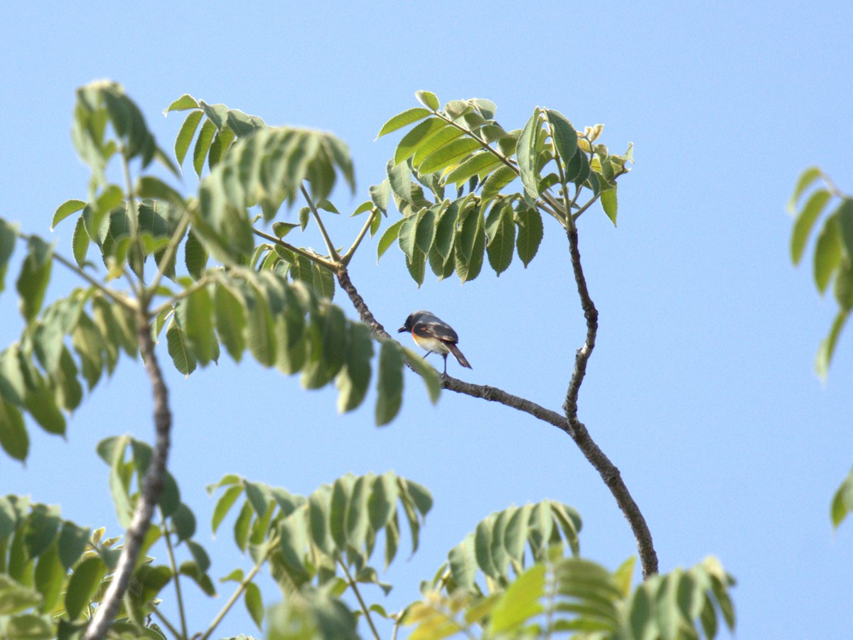 Small Minivet - AJAY ARNOLD