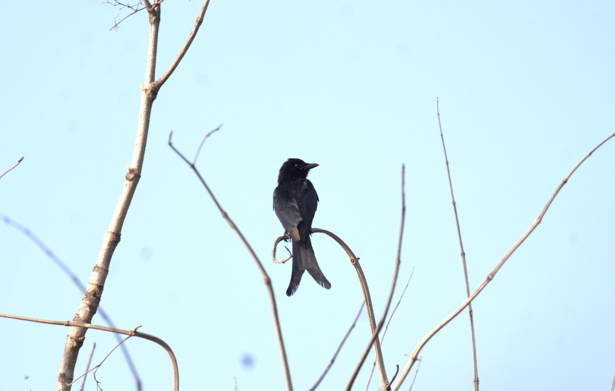 Ashy Drongo - ML620821196