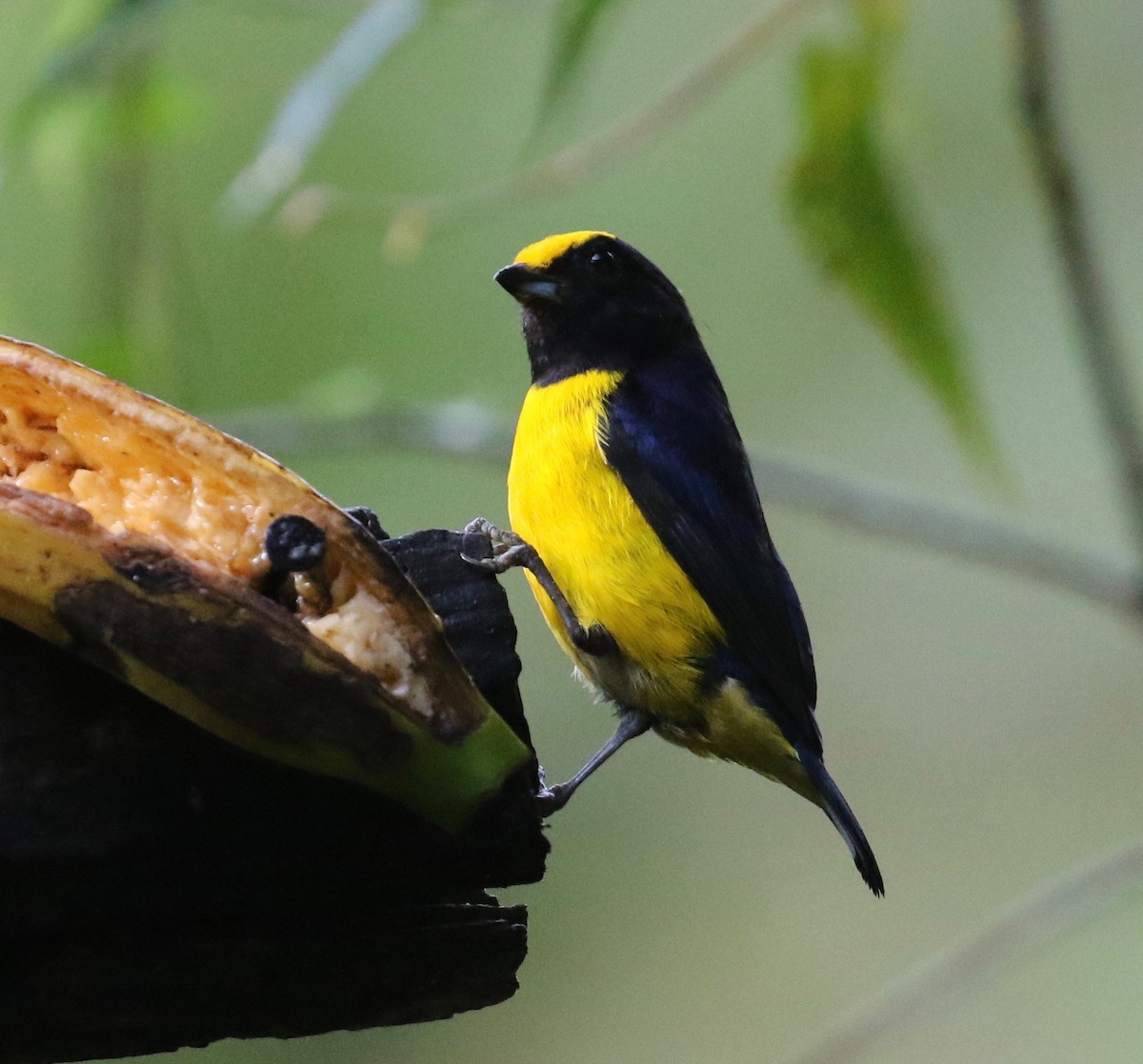 Orange-bellied Euphonia - ML620821198