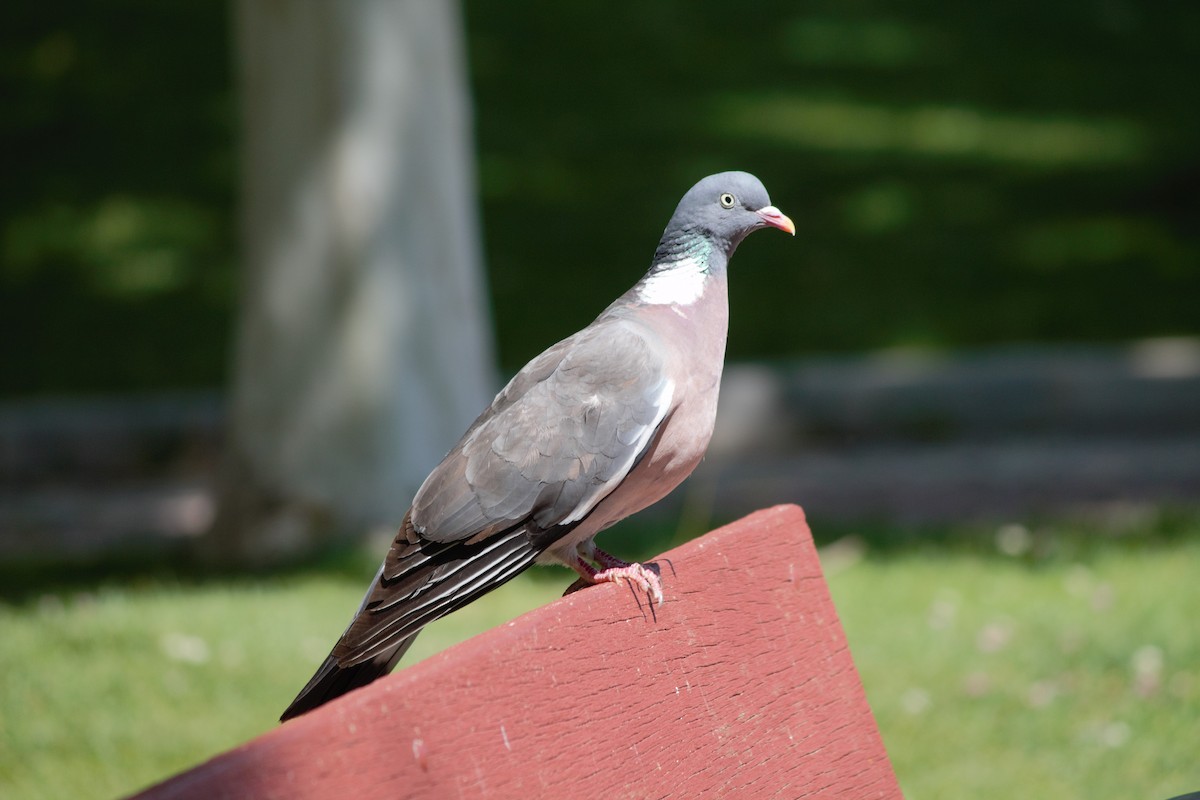 Common Wood-Pigeon - ML620821199