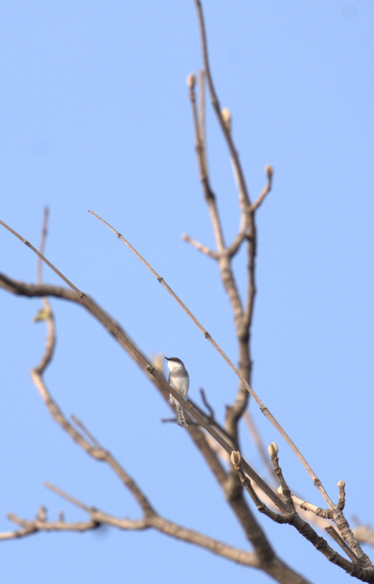 gråbrystprinia - ML620821201