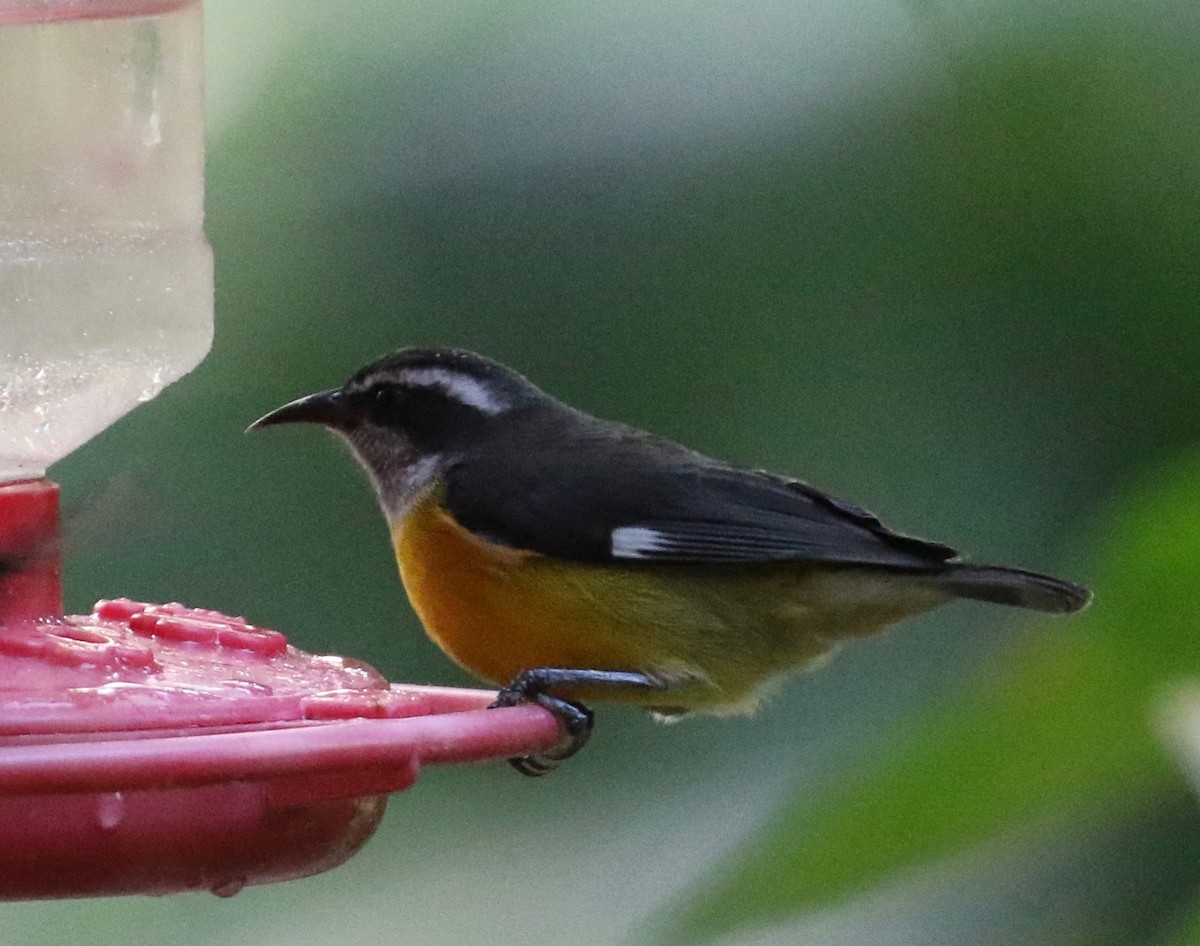 Bananaquit - ML620821204