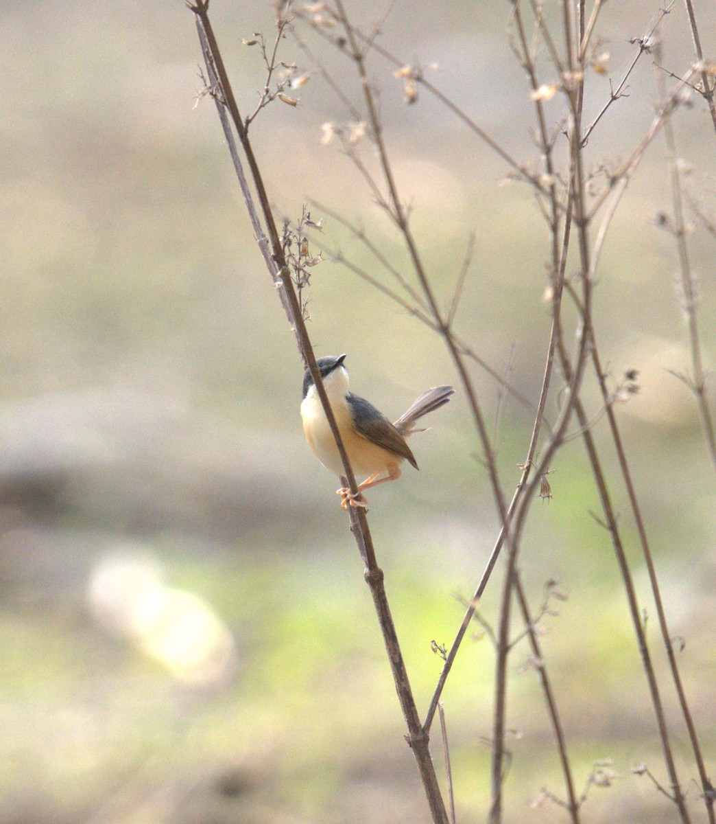 Ashy Prinia - ML620821205