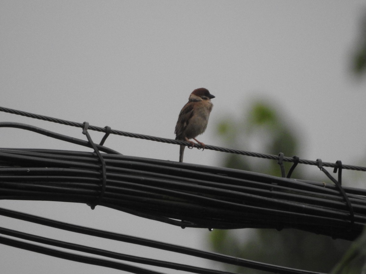 Eurasian Tree Sparrow - ML620821206