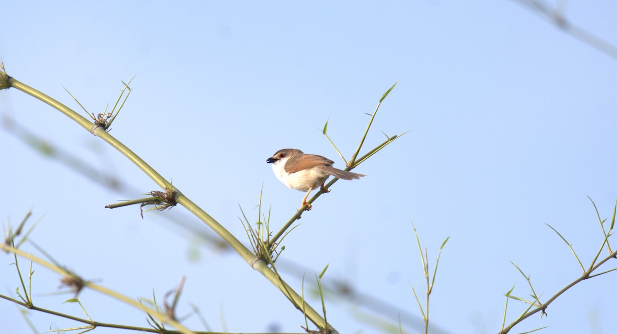 Yellow-eyed Babbler - ML620821207