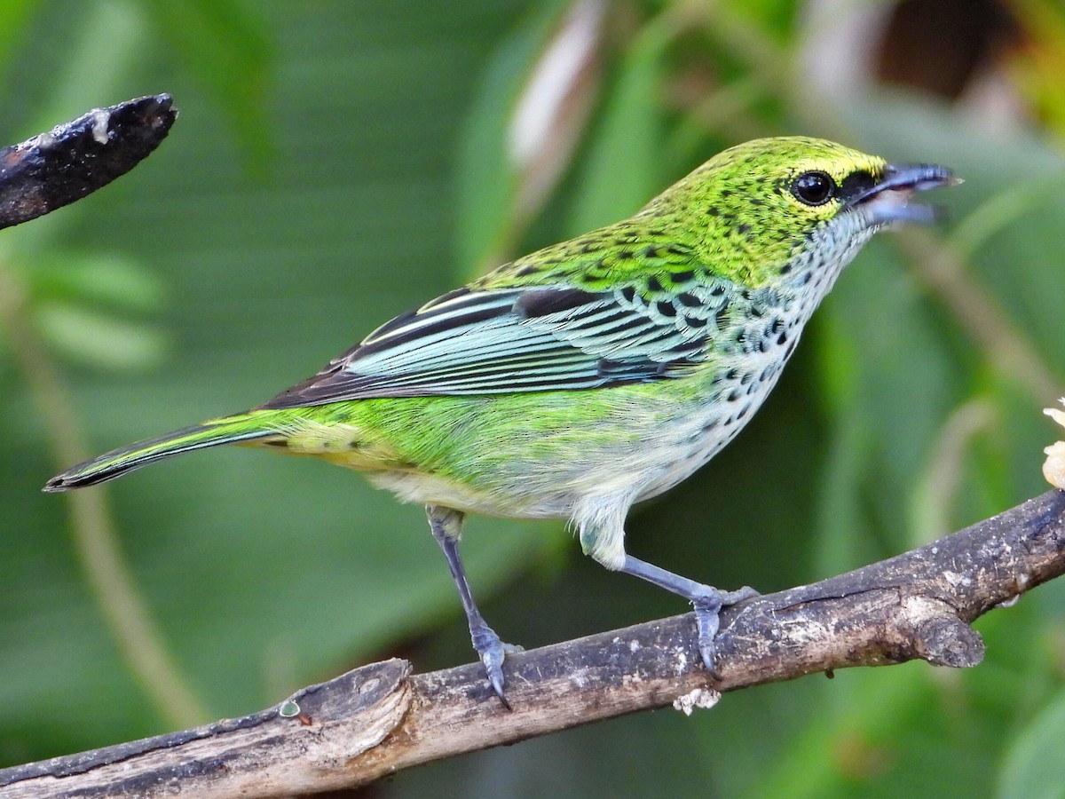 Speckled Tanager - ML620821211