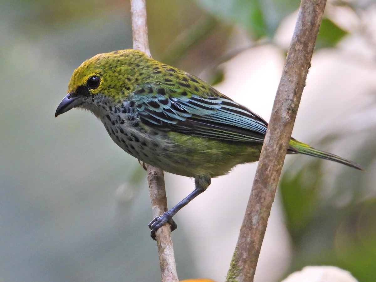 Speckled Tanager - ML620821212