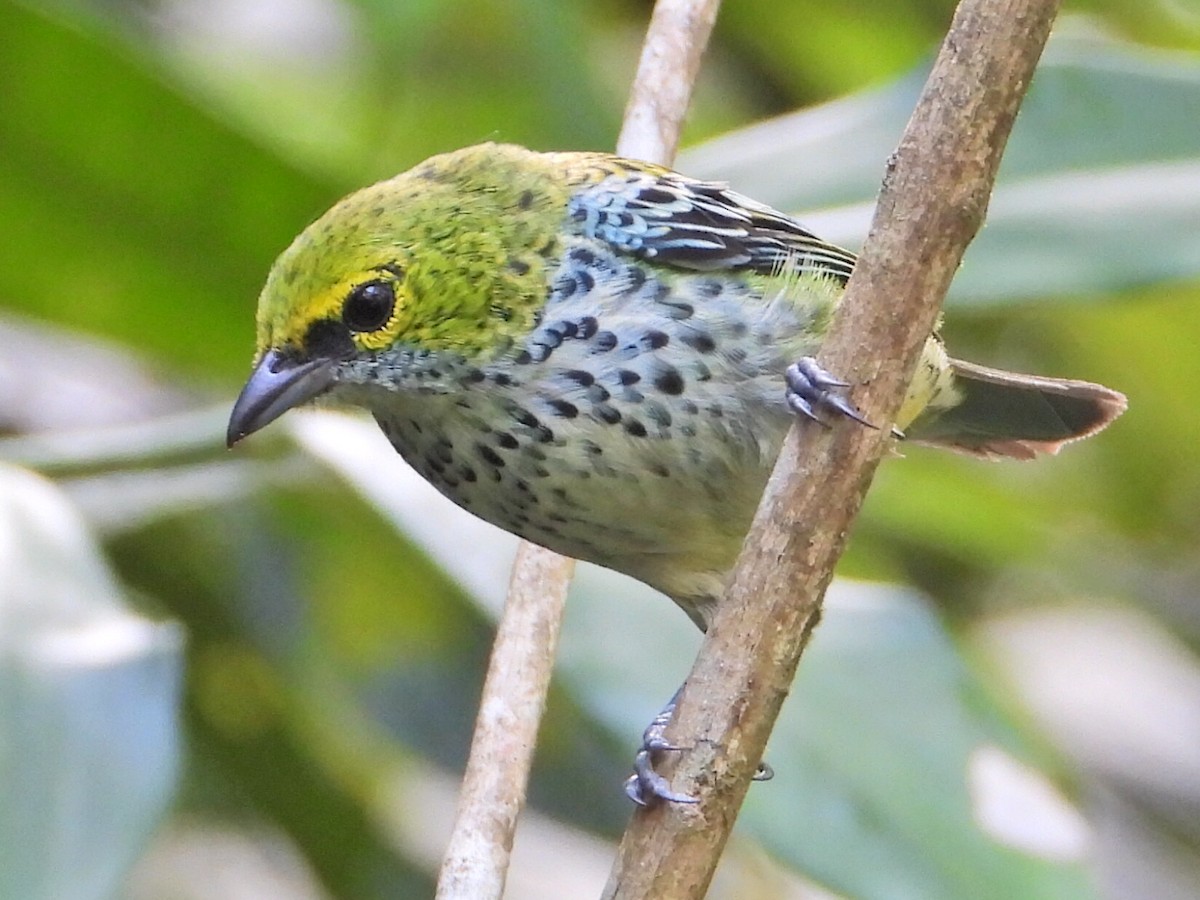 Speckled Tanager - ML620821213