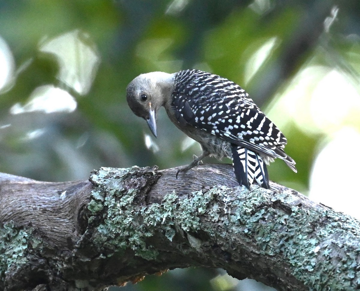 Red-bellied Woodpecker - ML620821214