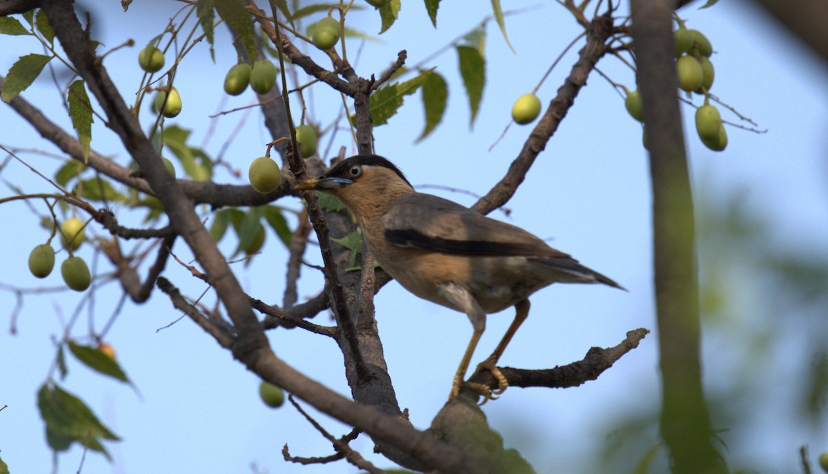 Brahminy Starling - ML620821215