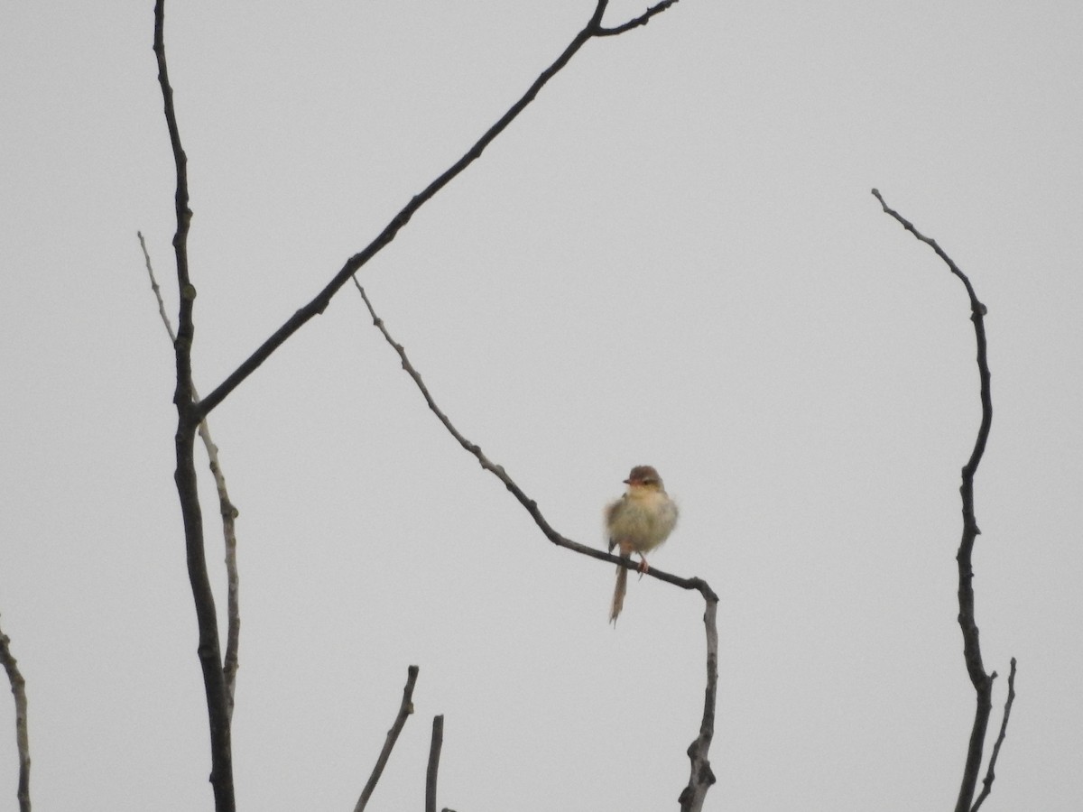 Plain Prinia - ML620821217