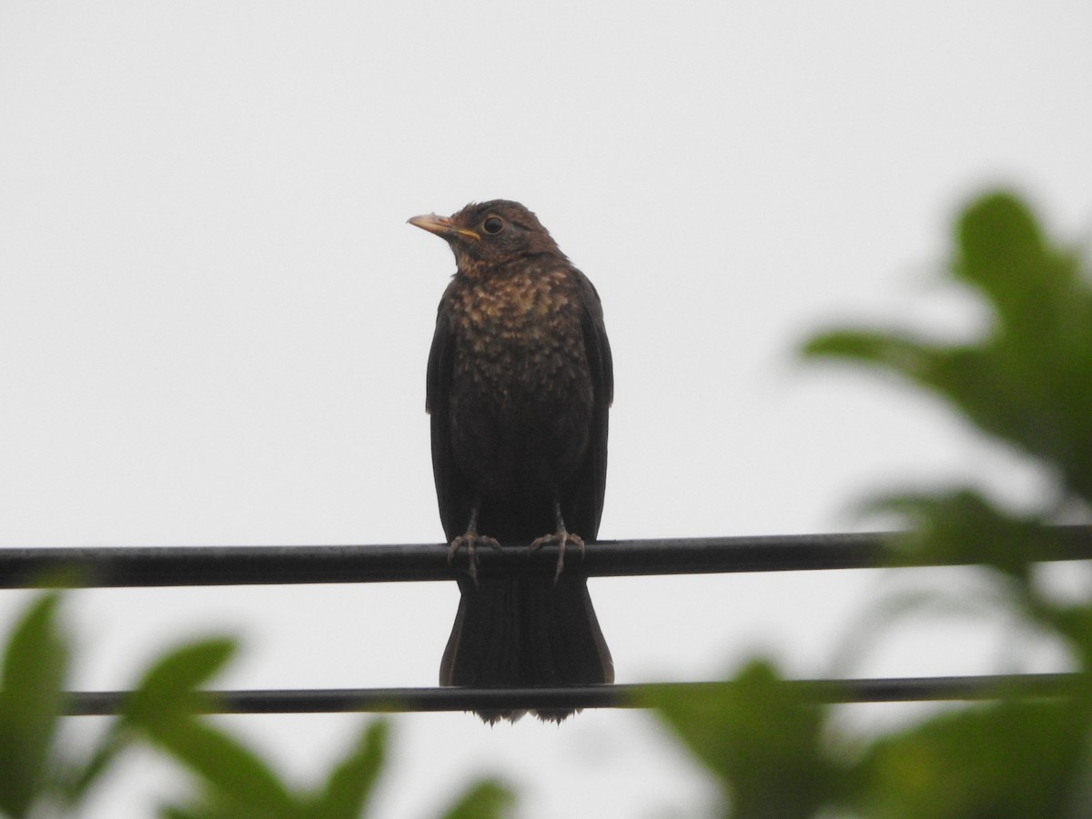 Chinese Blackbird - ML620821219