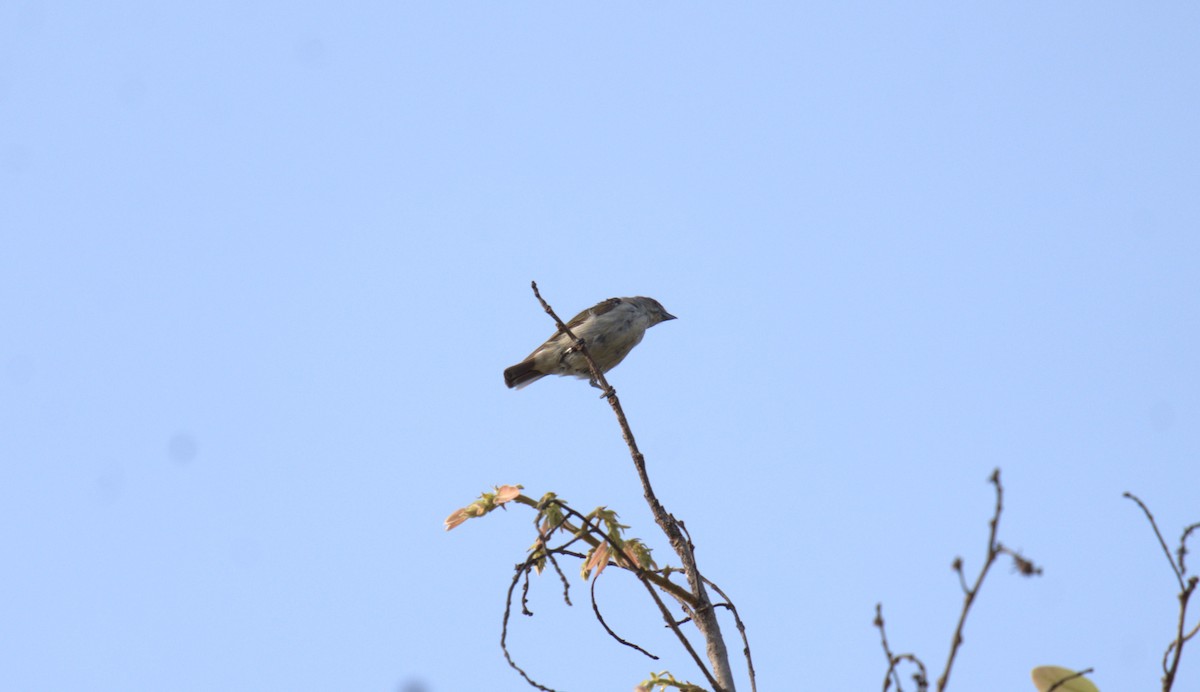 Thick-billed Flowerpecker - ML620821220