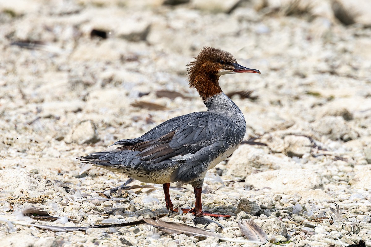 Common Merganser - ML620821222