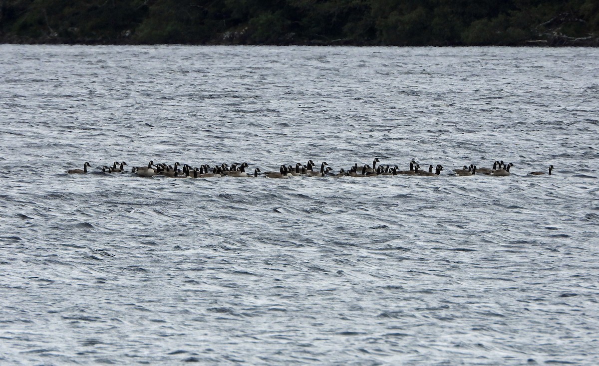 Canada Goose - ML620821224