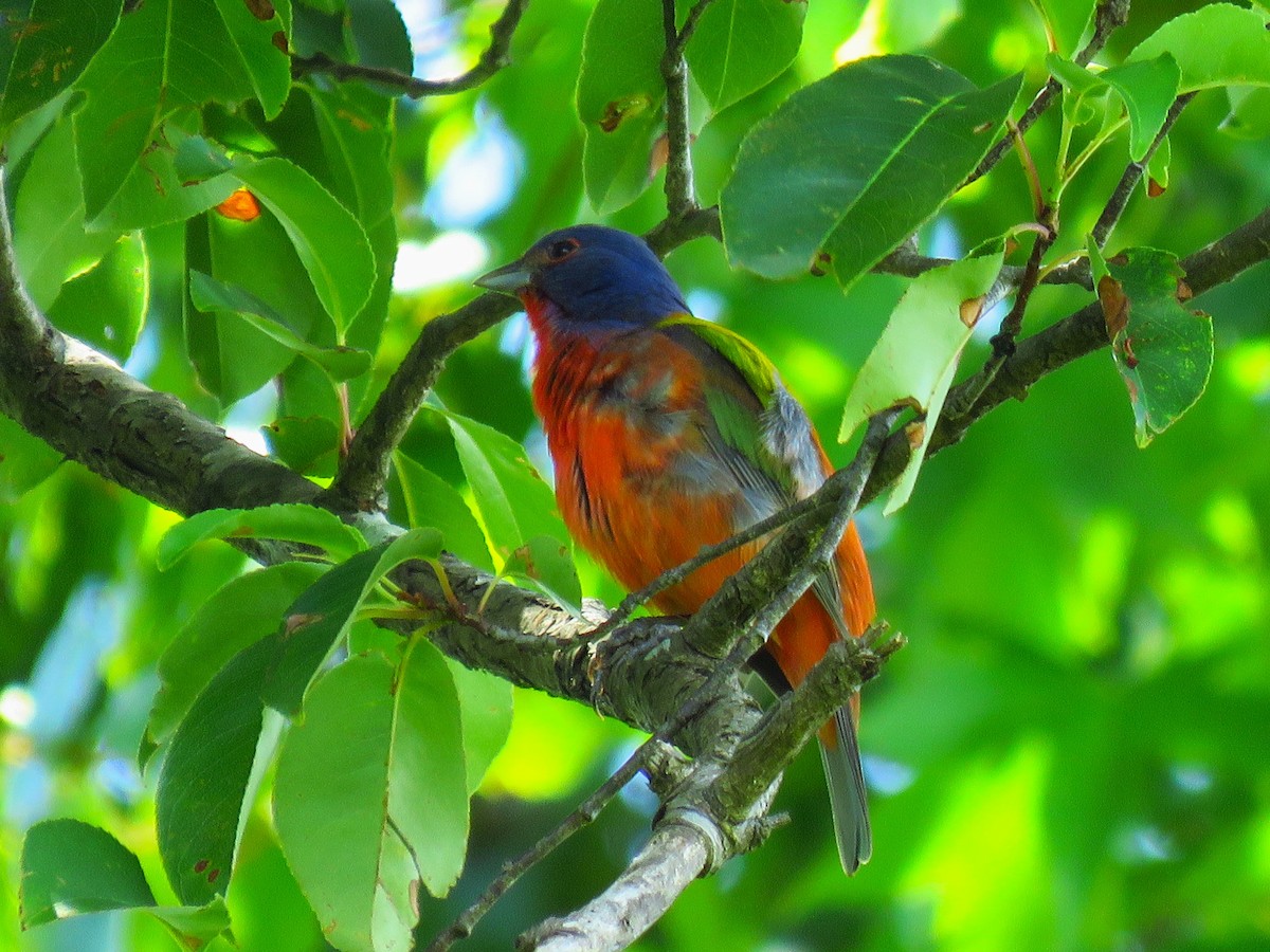 Painted Bunting - ML620821225