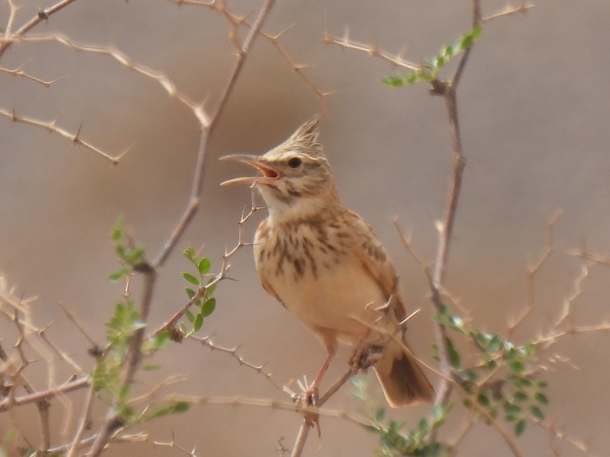 Crested Lark - ML620821227