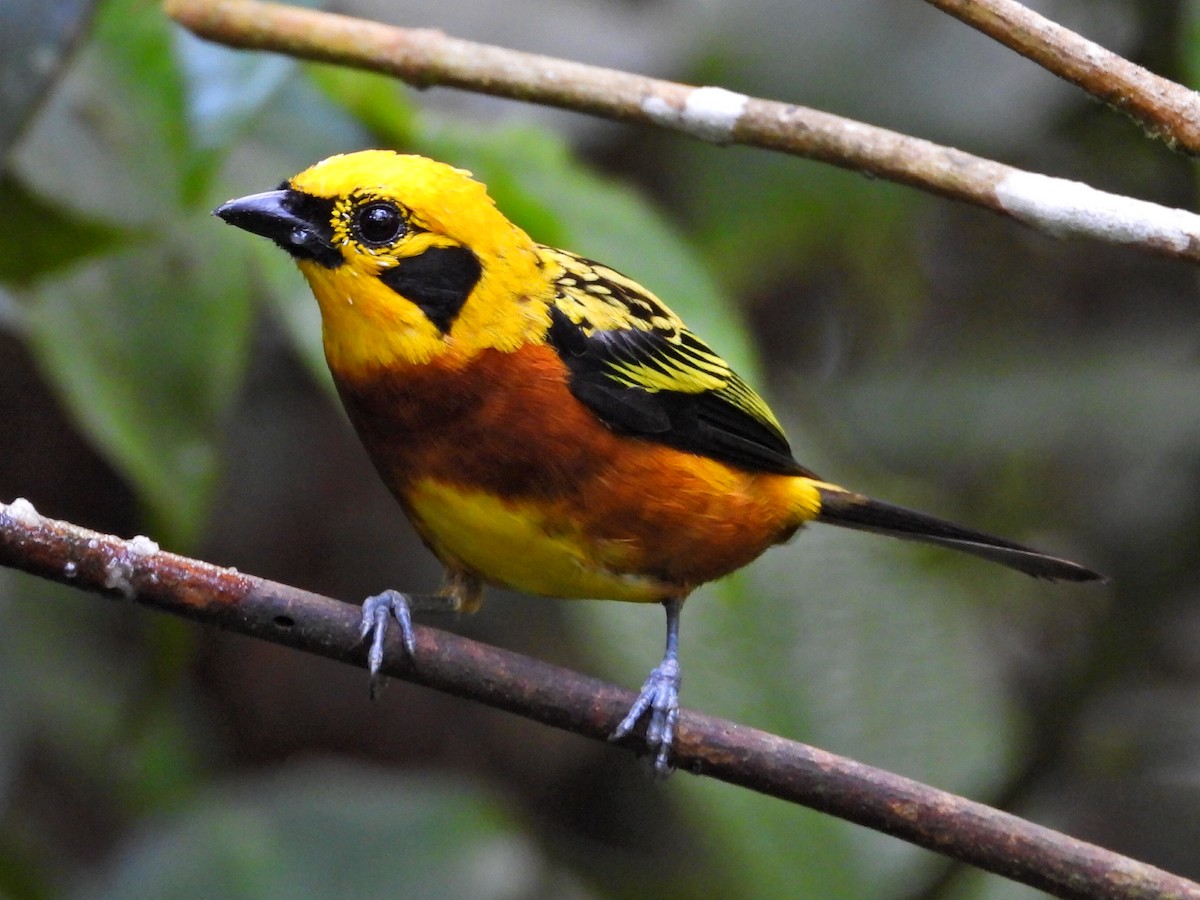 Golden Tanager - ML620821228