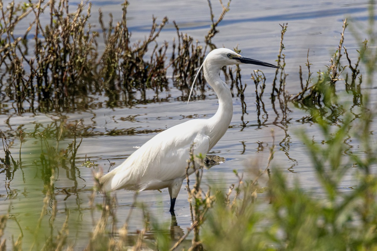 Little Egret - ML620821229