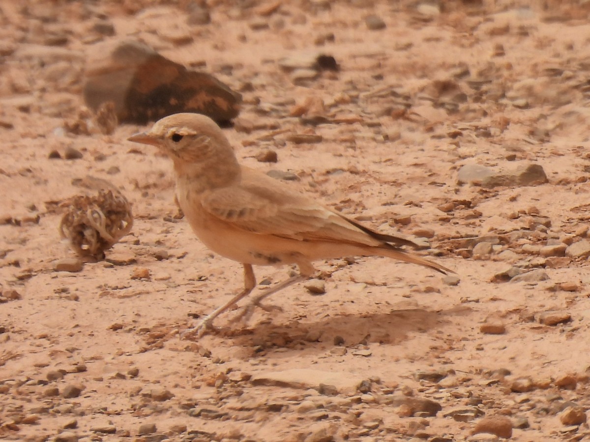 Bar-tailed Lark - Domagoj Tomičić