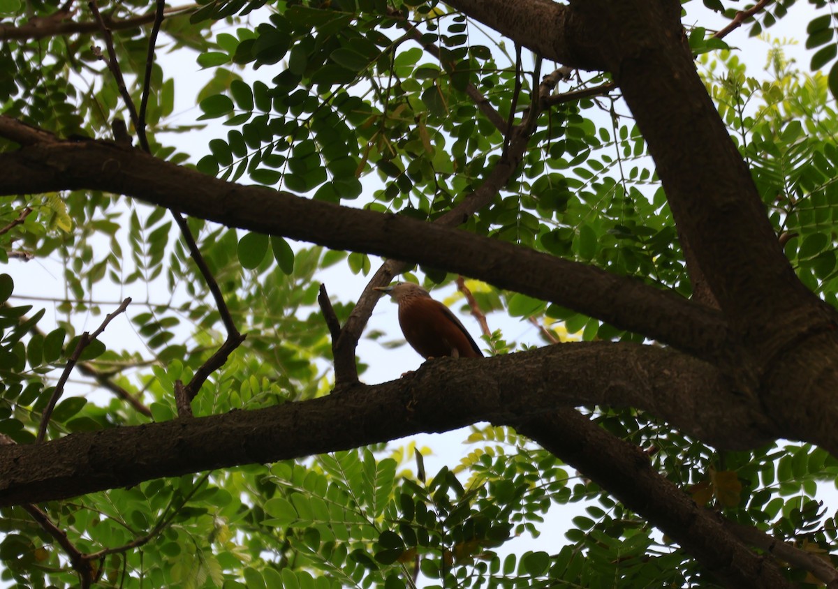 Chestnut-tailed Starling - ML620821234