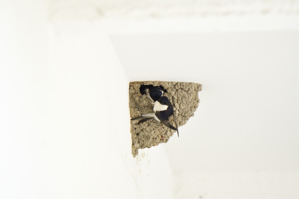 Western House-Martin - ML620821235