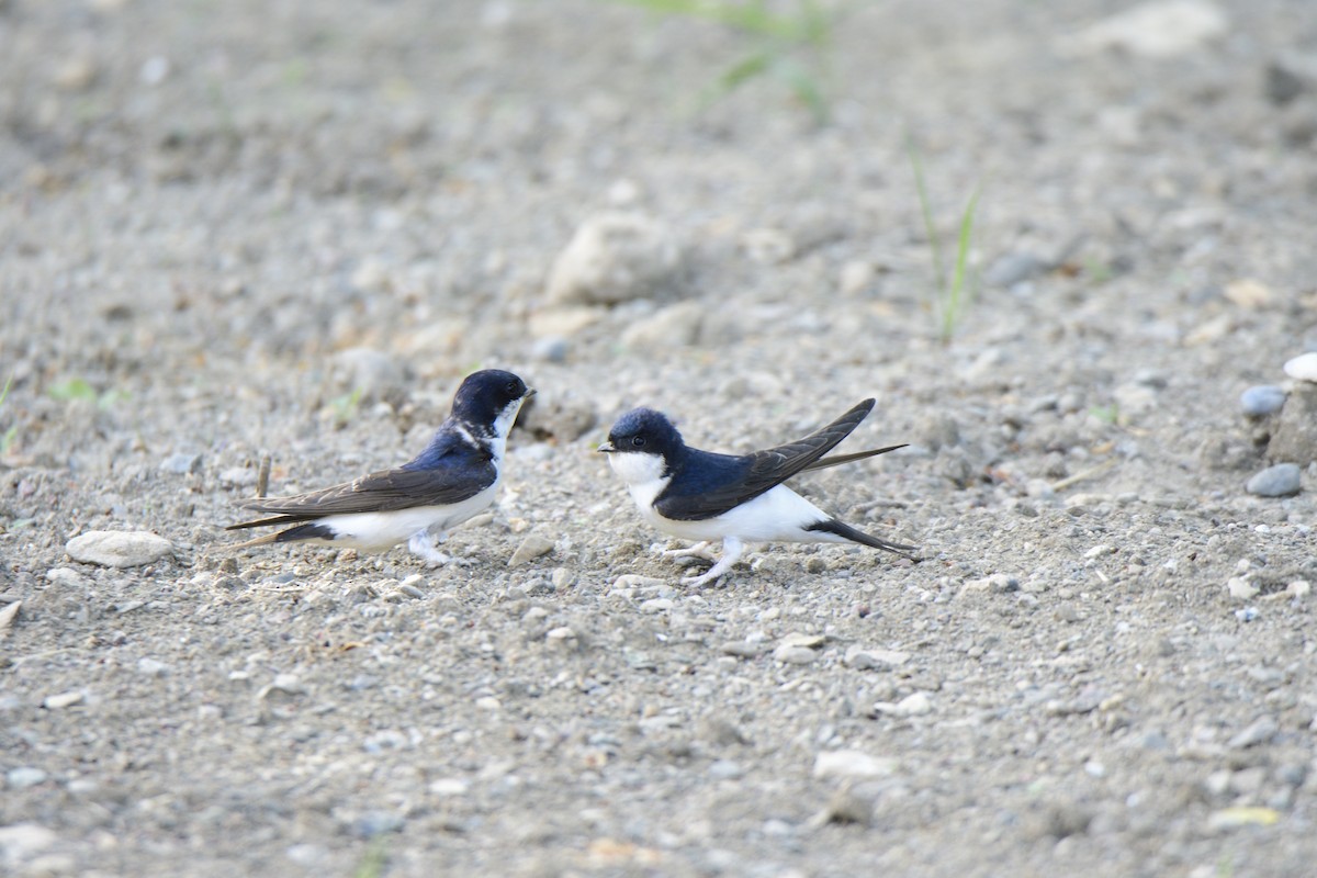 Western House-Martin - ML620821236