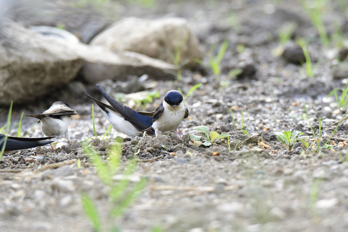 Western House-Martin - ML620821237